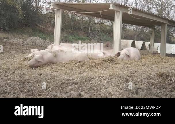 Pigs resting on hay under shelter at industrial farm surrounded by dry ...