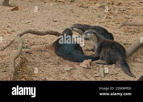 Family of Otters Resting on Land After Swimming in the Zoo. Cute Brown ...