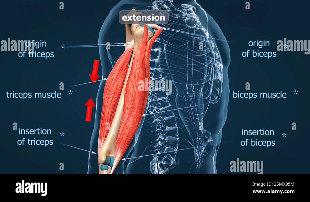 Extension Muscles Example Flexion and extension of the elbow Stock Videos & Footage - HD and 4K ...