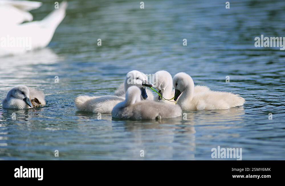 a-beautiful-swan-cygnus-olor-family-with-young-chicks-swimming-on-a