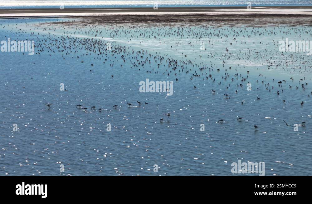 Aerial view of aquatic wading birds in shallows of new tidal flats at ...