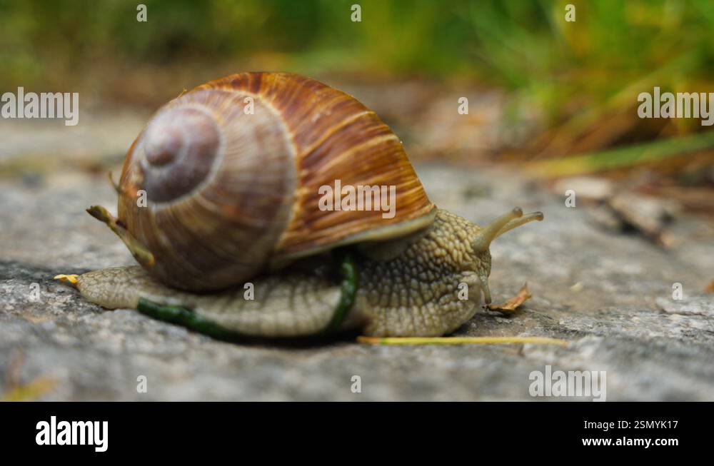 Close-up Macro Of Snail-Shelled Gastropod Over Rock Stock Video Footage ...