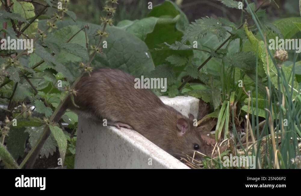 A Norway or Brown Rat, Rattus norvegicus, foraging amongst plants in ...