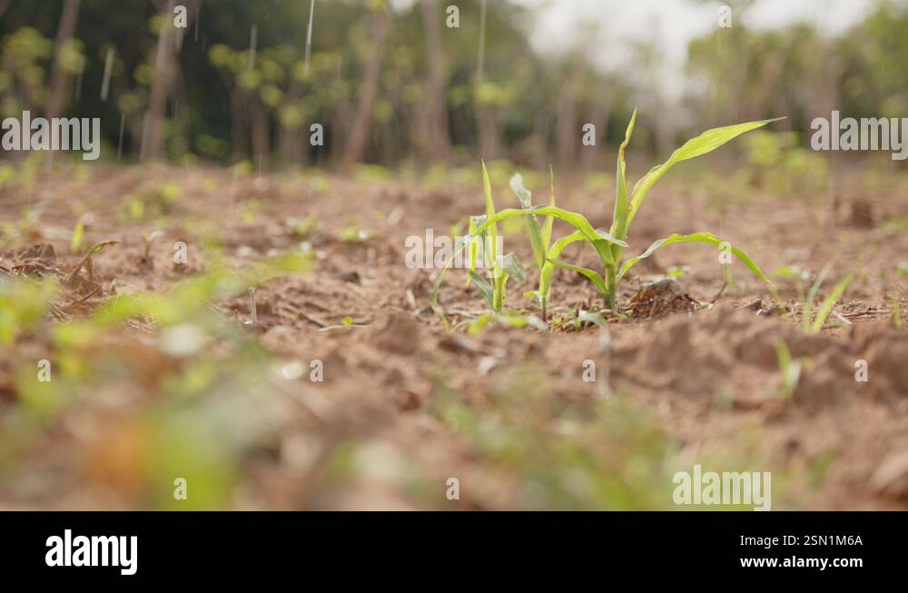 A close-up of vibrant green young corn plants on a rainy, humid day ...