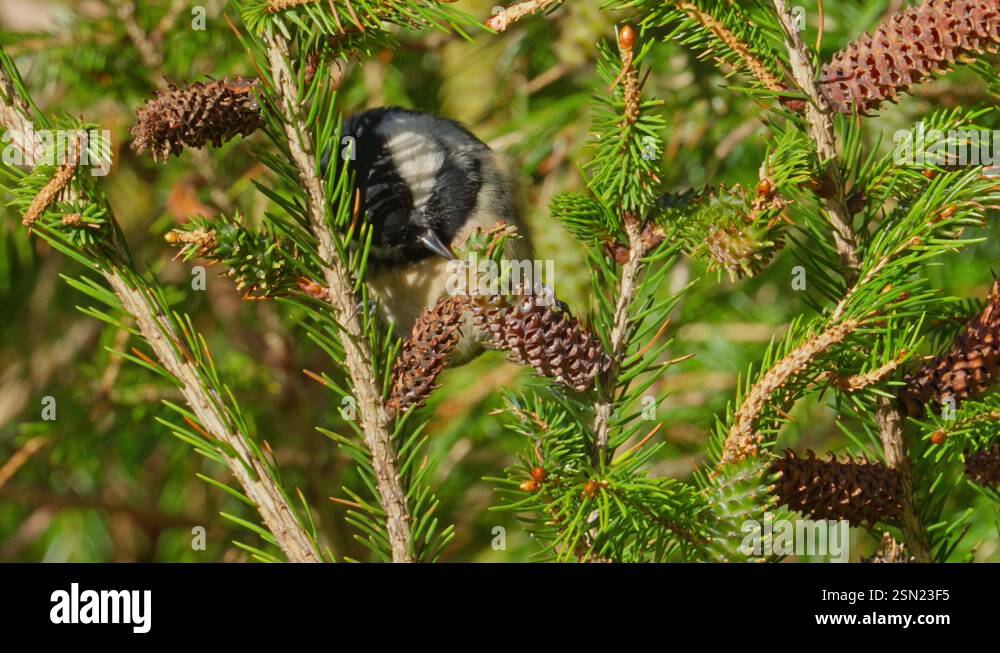 Coal Tit Close up Eating In A Pine Tree And Taking Flight With Nature coal-tit-close-up-eating-in-a-pine-tree-and-taking-flight-with-nature