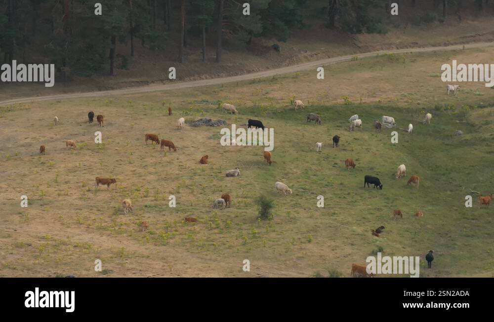 Drone footage of a meadow with a large group of cows that are grazing ...
