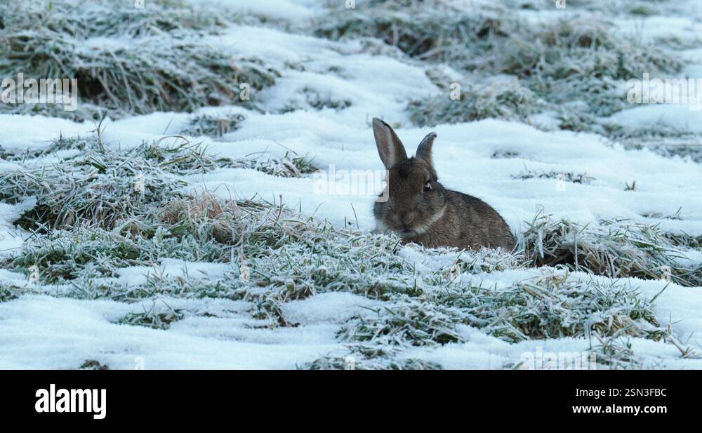 A Rabbit, Oryctolagus cuniculus in snow in Ambleside, Lake District, UK ...