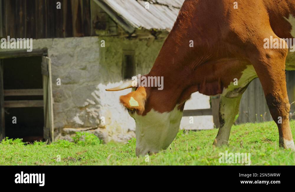 Brown cow grazing in a sunny green field near an old wooden barn in a ...