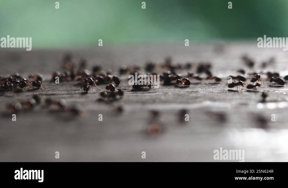 4k cinematic footage of ant line 1 Stock Video Footage - Alamy