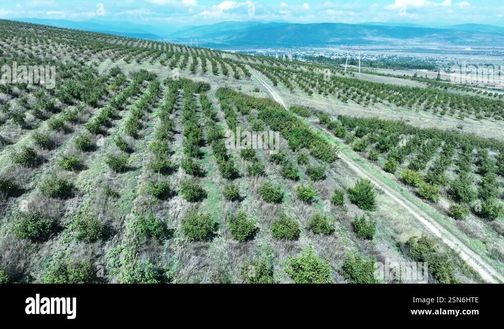orchard with young trees planted in rows, showing early stages of Stock ...