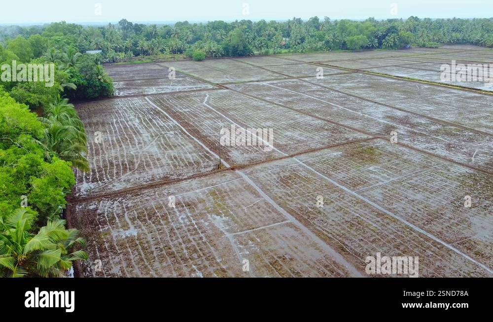 Preparation of rice cultivation Stock Videos & Footage - HD and 4K ...