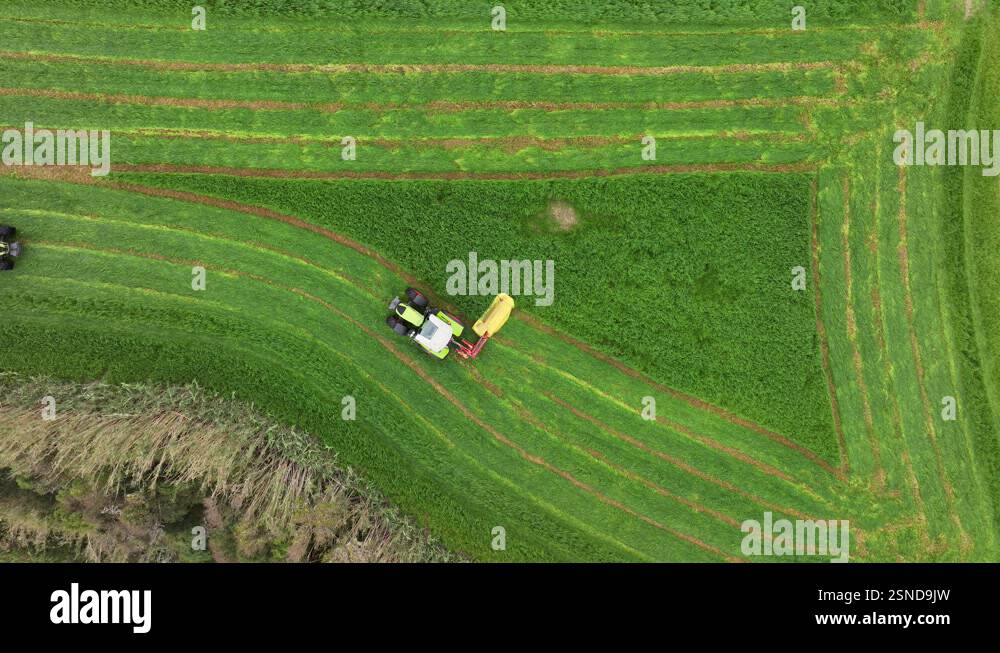 Top down drone riser of tractor cutting lush green grass for silage ...