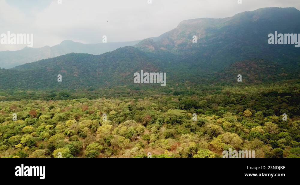 Dimbham Ghat, Sathyamangalam (Sathy) dense green jungle in South India ...