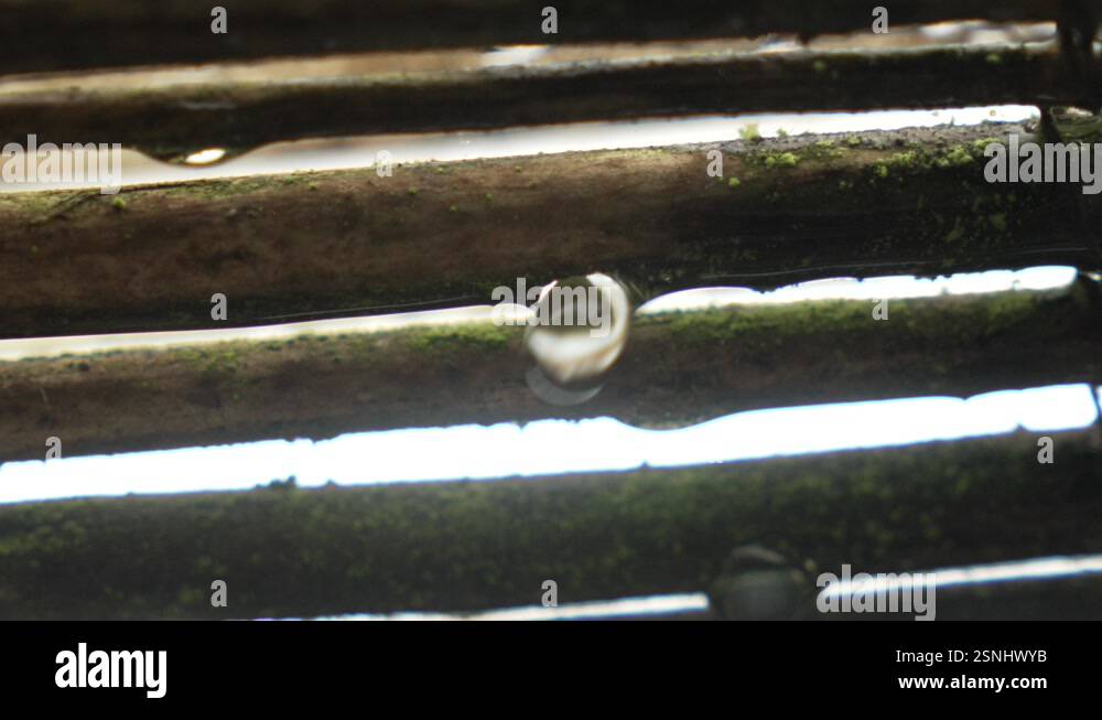 Water rain drops high humidity Stock Videos & Footage - HD and 4K Video ...