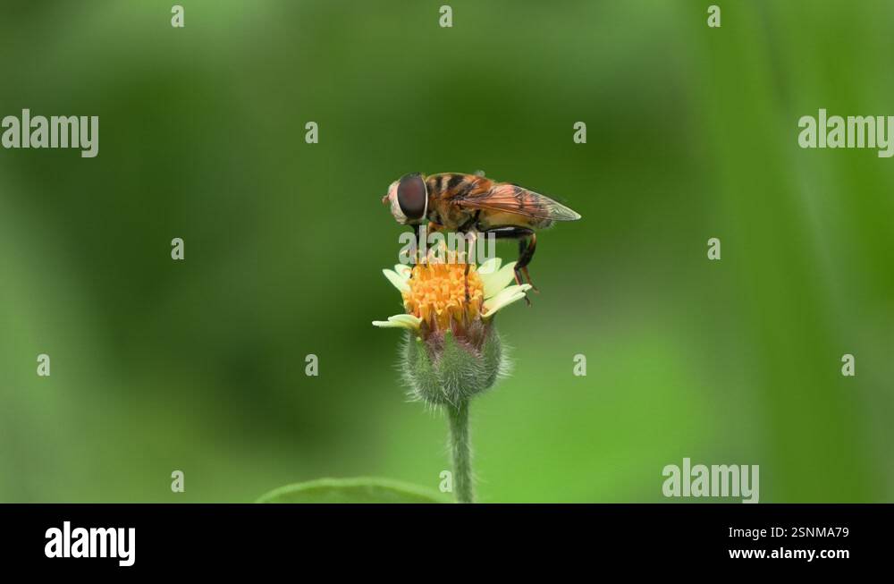 honey bee flies off after sucking nectar and cleaning pollen off back ...