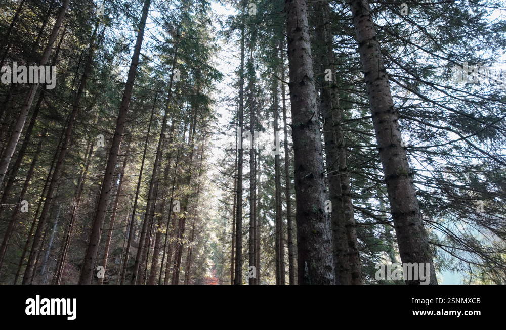 Sunlight filtering through tall pine trees in serene forest landscape ...