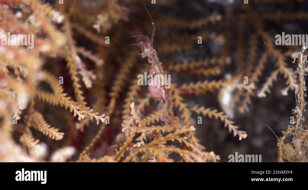 Skeleton shrimp Caprella sp. attached to hydrozoa, order Amphipoda ...
