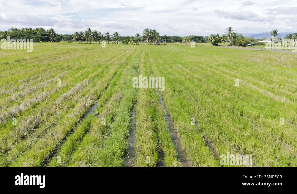 Over Rice Field Fly close to land over rice field in the Philippines Stock Video ...