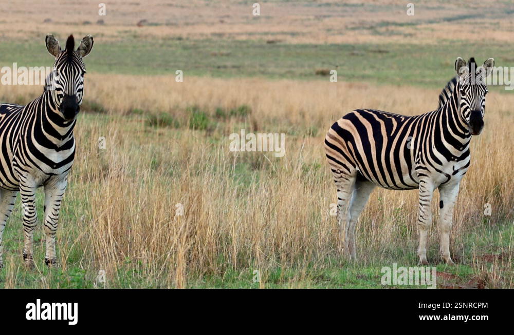 Pair of alert black and white Plains Zebra at first light in veld ...