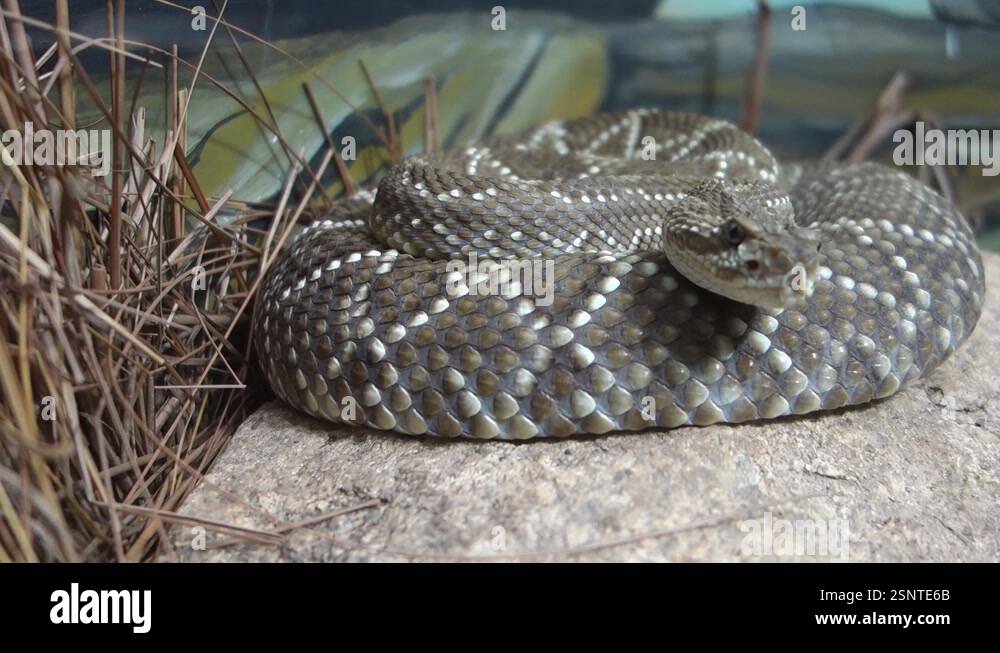 Crotalus durissus snake, or South American rattlesnake. Brazilian ...