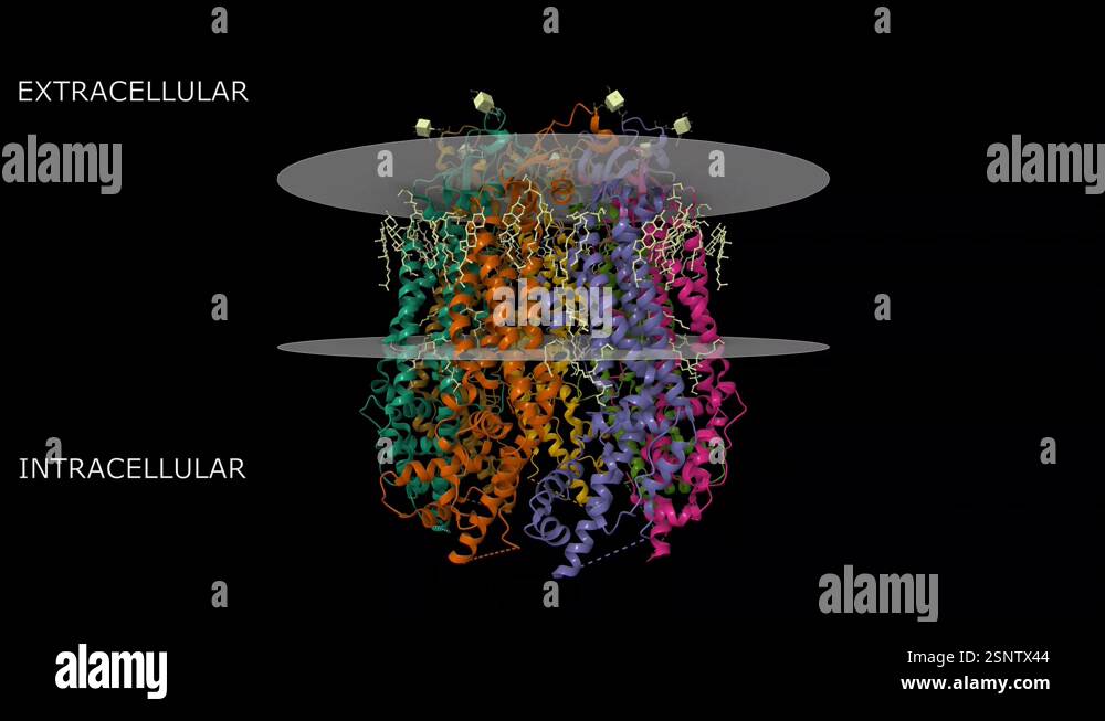 Structure of human Pannexin 1 channel with its C-terminal tail Stock ...