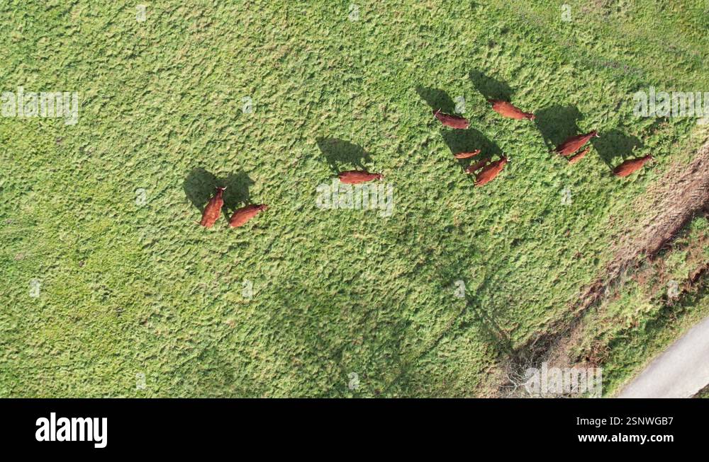 ascending aerial top view drone video of cows grazing in a pasture ...
