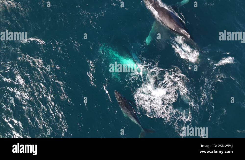 Aerial drone footage of two humpback whales and a calf gracefully ...