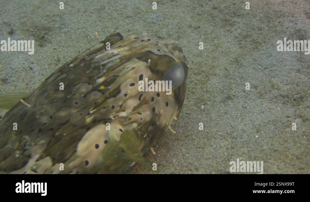 Blotched porcupine fish, Diodon liturosus on a reef in the Philippines ...