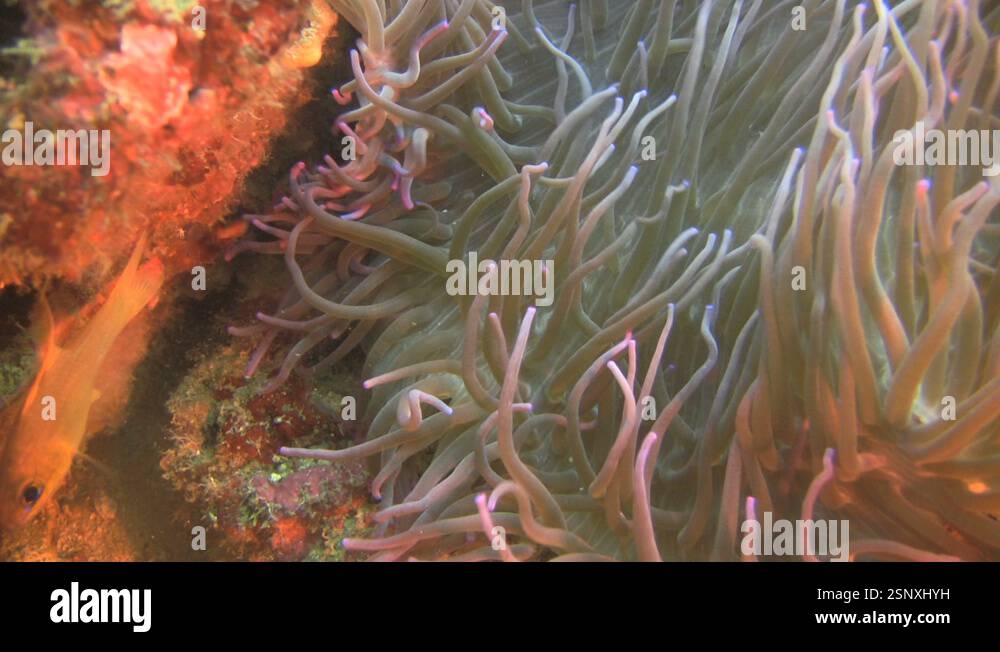 Heteractis Sebae Clark's Anemone fish (Amphiprion Clarkii) in a Sebae Anemone ...
