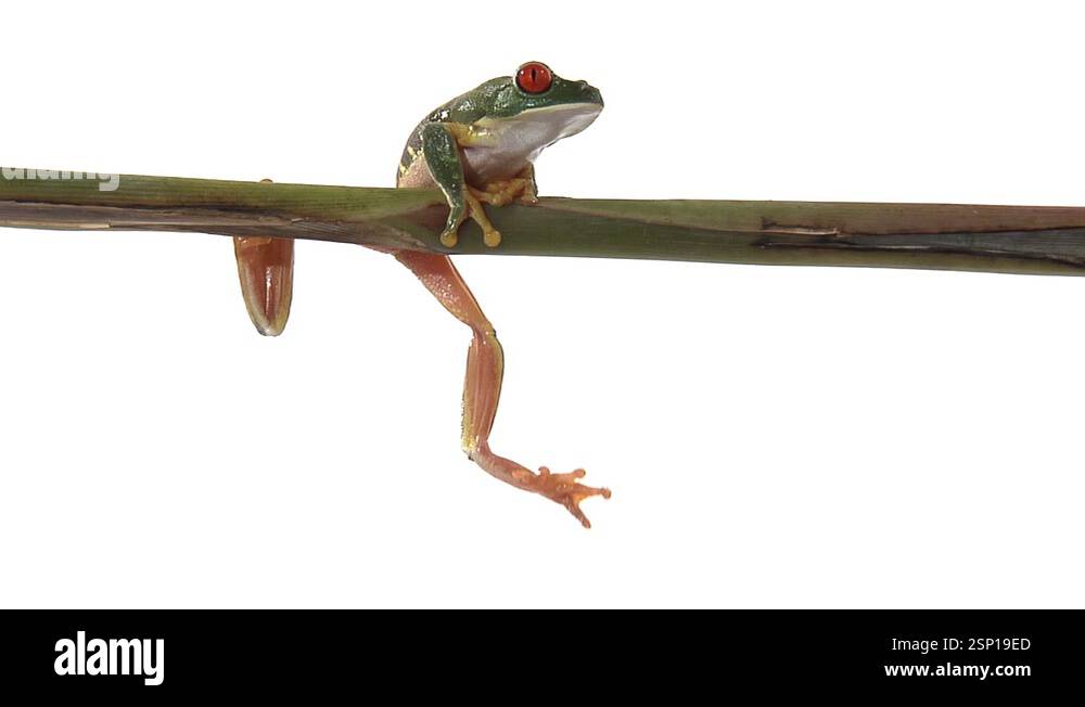 Dangling red-eyed green tree frog climbs onto branch and slowly walks ...