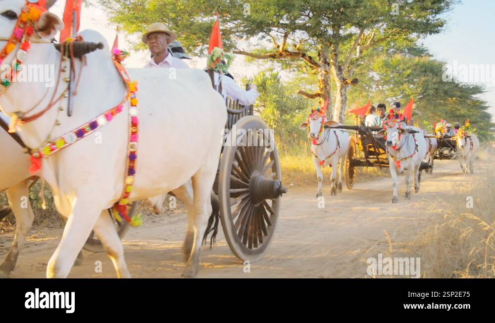 tourists and local Burmese bullock cart drivers in Bagan historical ...