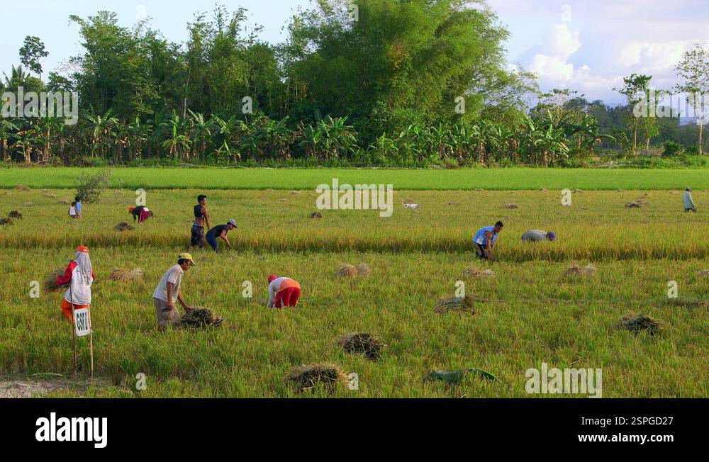 GATHERING RICE FROM FIELD ABAI PALAWAN PHILIPPINES Stock Video Footage ...
