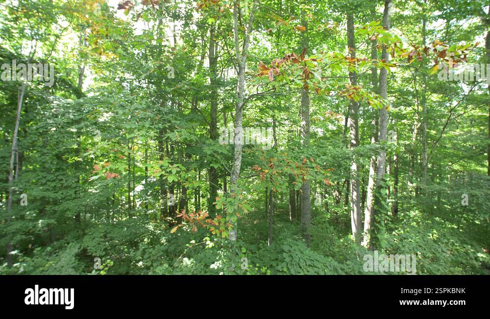 Curated visual reference: Luxury Private Apartments In A Secluded Wilderness Reference: A Secluded Wilderness Porch Wooden Cabin Bungalow Deck In Luxury