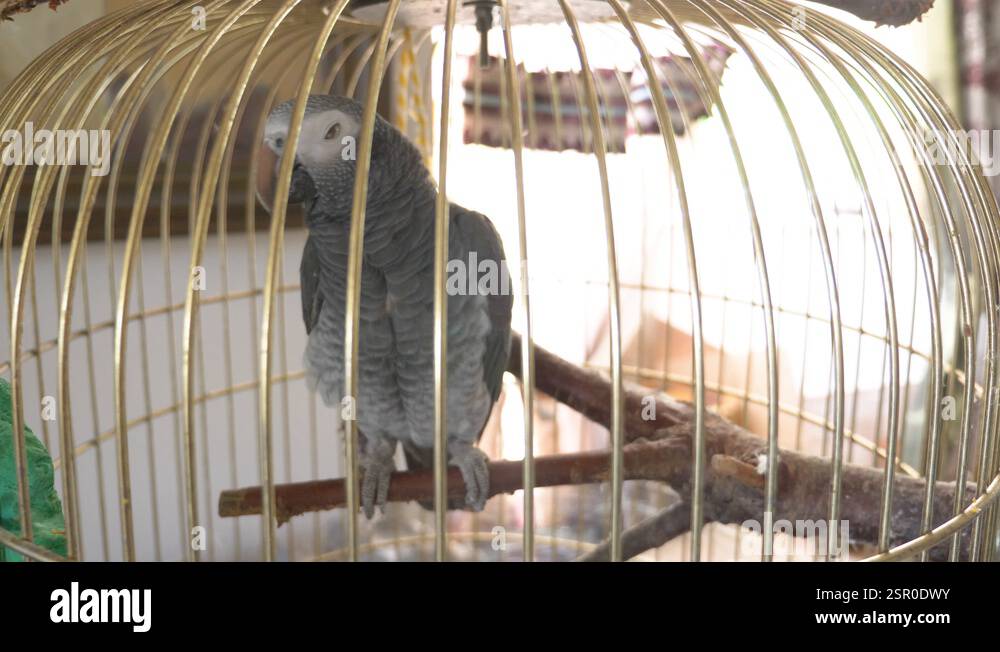 parrot in a golden cage. 4k, slow-motion, close-up. the parrot is ...
