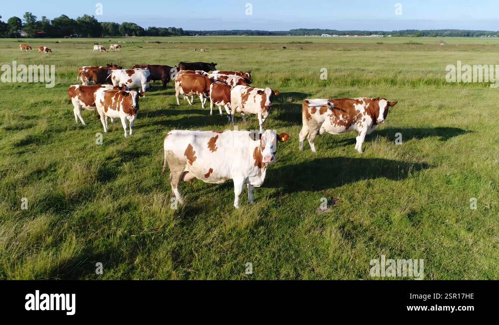 Large Ruminant Hd Group of ruminants Stock Videos & Footage - HD and 4K Video Clips - Alamy