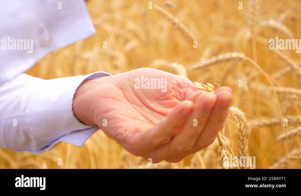 The hands of a farmer close-up holding a handful of wheat grains in a ...
