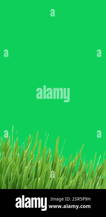 grass green screen motion effect Stock Video Footage - Alamy