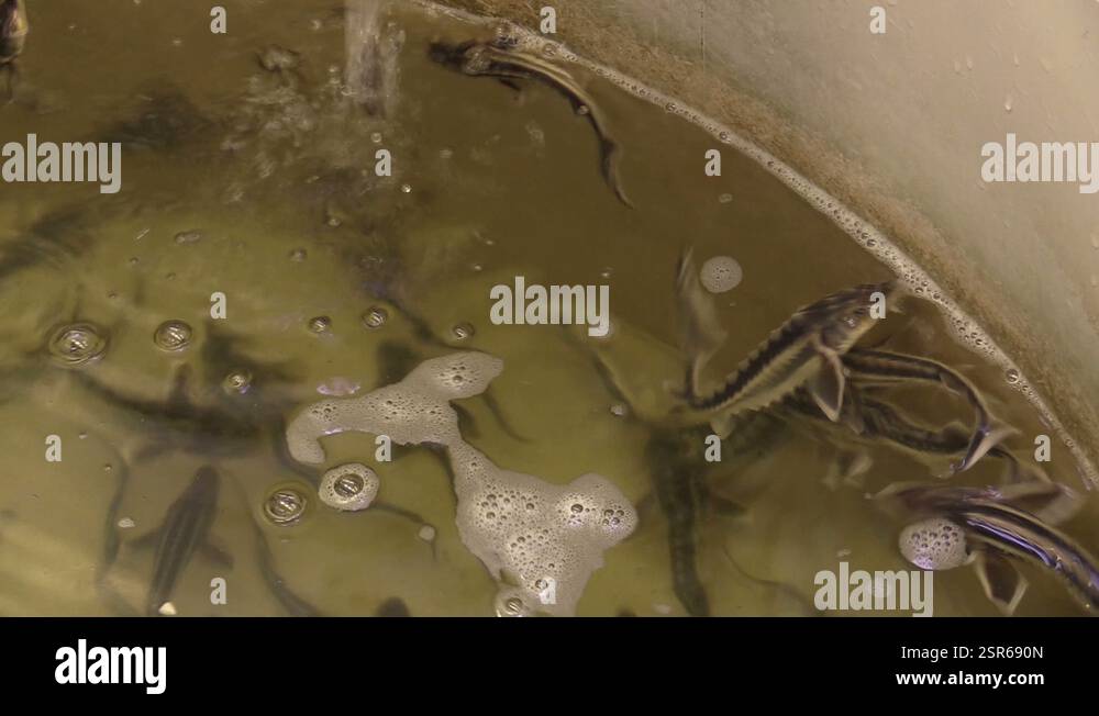 Small breeding sturgeon shortnose Acipenser brevirostrumin the rescue ...