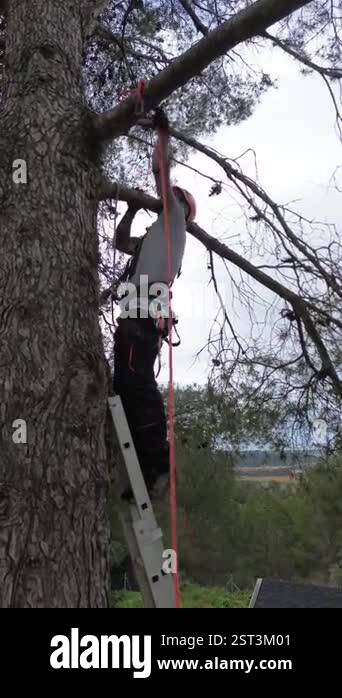Professional tree climber pruning branches using rope access techniques ...