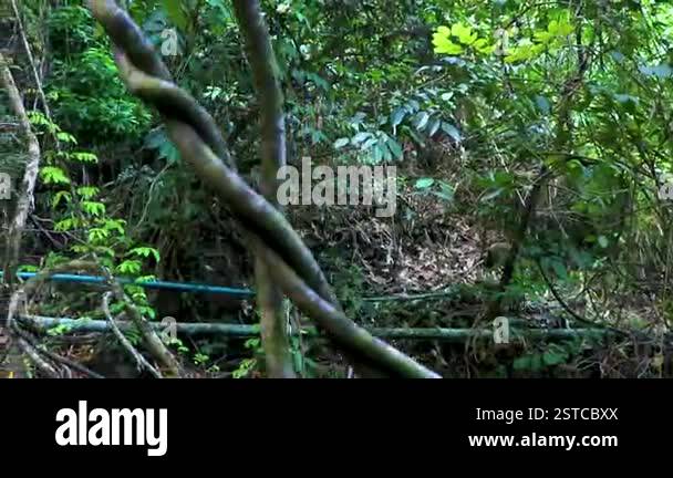 Sai Rung Waterfall and beautiful tropical jungle plant tree trees rocks ...