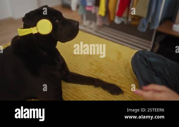 A woman in pajamas interacts with her black labrador dog wearing yellow ...