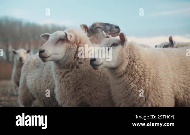 Setting Sheep Sheep grazing on a farm, white sheep farming animals, agriculture ...