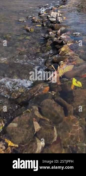 A fresh and clear river flowing down from the mountains has small rocks ...