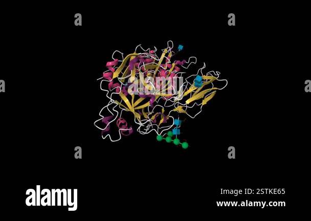 Structure of human complement factor B. Animated 3D cartoon model ...