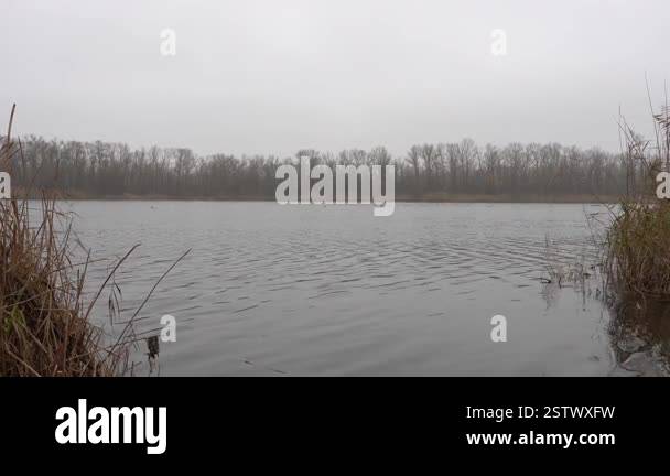In autumn river flows and reeds sway. Waves on rough water in an fall ...