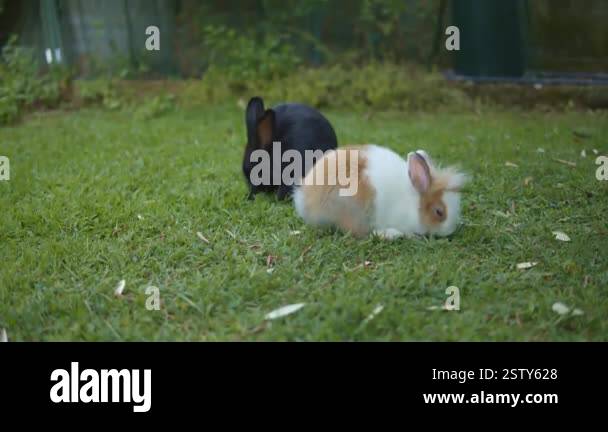 Two little rabbits are hopping on a garden. A black and a white rabbit ...