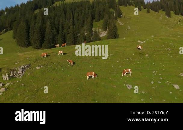 Herd of brown and white cows graze on mountain in Alps. Cattle grazing ...