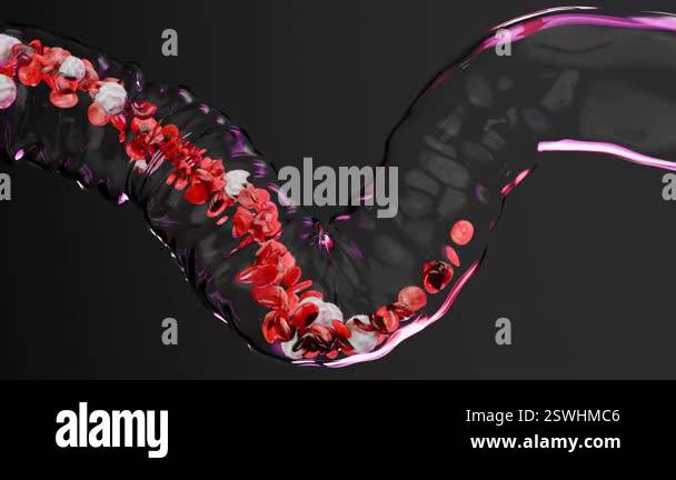 Flowing red and white blood cells in transparent vein, erythrocyte ...