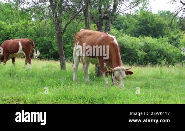 herd of cows grazing in a fresh green opened field on a cloudy summer ...