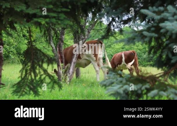 herd of cows grazing in a fresh green opened field on a cloudy summer ...